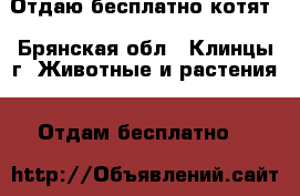Отдаю бесплатно котят - Брянская обл., Клинцы г. Животные и растения » Отдам бесплатно   